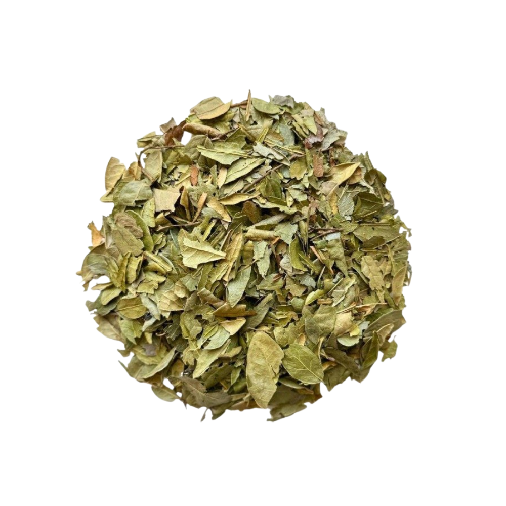 Boldo – Feuille coupée