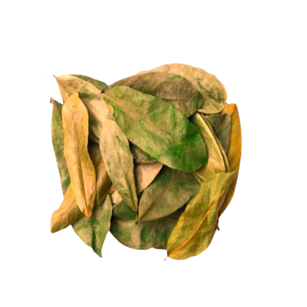 Corossol – Feuilles coupées