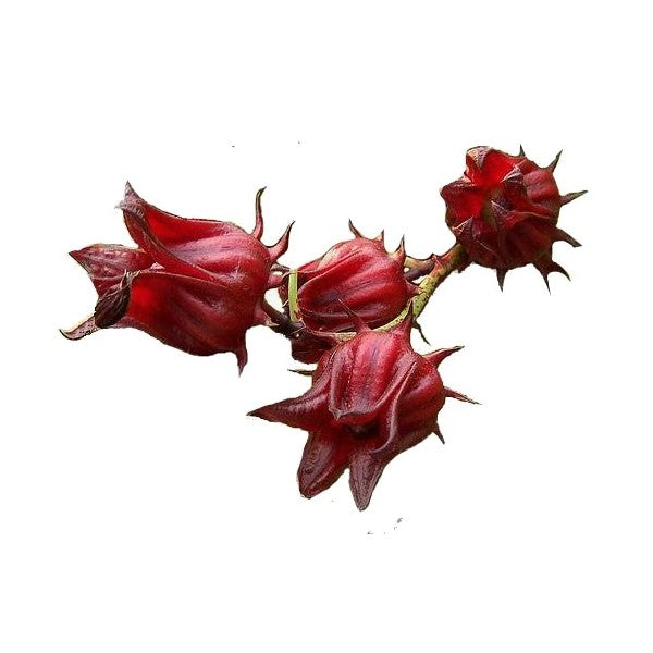 fleurs-d-hibiscus-calice