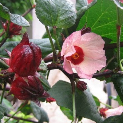 hibiscus-bissap-karkade2_2